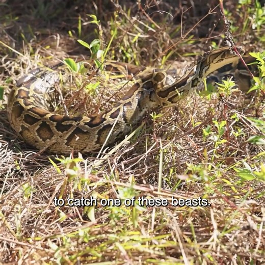 14 reactions | Brad Leone Catching A Python | Brad Leone | Facebook