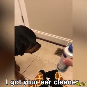 This is why I love Rotteilers 😍 Follow Howlers for more! | Howlers