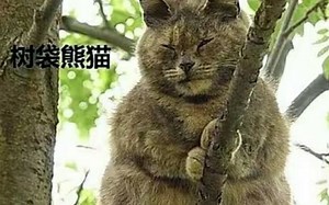 linux C语言基础
