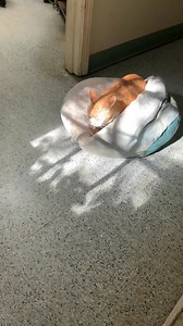 49 reactions | Leo is taking orders for biscuits if anyone wants one . . . He also needs a “kitchen” of his own. #AdoptMe | Granite Hills Animal Care - Elberton, Ga | Facebook