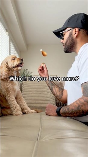 Mini Cockapoo Chooses Between Her Favourite Food or Her Dad 😳