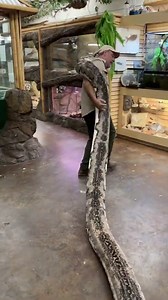 Struggling to carry a massive reticulated python