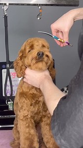 71K views · 822 reactions | #doggrooming #cockapoo #dogs #dogsbylogan | Dogsbylogan Fam | Facebook