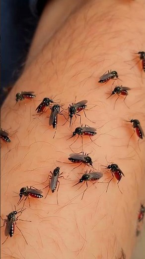 Mosquito Attacks Human Foot – You Won’t Believe This!