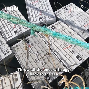 17K views · 224 reactions | Chan e beatha fhurasta a th' aig na h-iasgairean 咽  They're hardy! Watch Maorach | Hebridean Shellfish on @bbciplayer 戀 | BBC ALBA | Facebook