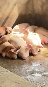2.8K views · 68 reactions | The Profitability of Pig Farming #foryou #fyp #pig #pigfarming #pigfarmer #pigfarmvideo #pigfarmingsuccess #agriculture #FarmingLifestyle #farminguk | Youth In Agriculture | Facebook