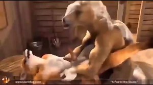 Gay Furry Porn Super Compilation - 2 Hours YIFF Animation