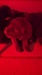 2.4K views · 165 reactions | Wobbly first steps!! Augusta pups | Soggy Acres Retrievers | Facebook