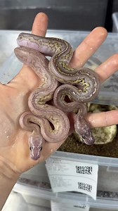 124K views · 863 reactions | First Blackhead Clown clutch of the season to hatch! Excited to see what other Clown Combos we get to see this season!!! #ballpython #ballpythons #wilbanksreptiles #clownballpython #clownballpythons #blackheadballpython #pastelballpython #pythonsofinstagram #snakes | Wilbanks Captive Bred Reptiles | Facebook