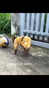 2.8K views · 49 reactions | Super funny_ CUTIS naughty while waiting for breakfast from mom | My risk team | Facebook