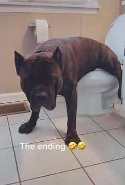 Dog Uses Toilet to Pee - 1119426