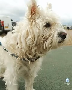 6.5K views · 41 reactions | A record number of entries for the Scottish Men's Open this year will see one of the strongest fields assemble for an amateur golf event in Scotland gbsct Big thanks to Pre-qualifying hosts, Gullane Golf Club  | Scottish Golf | Facebook