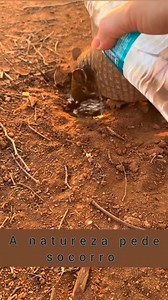 Armadillo very thirsty due to drought due to lack of rain | Sebastian Cafe Latin Restaurant