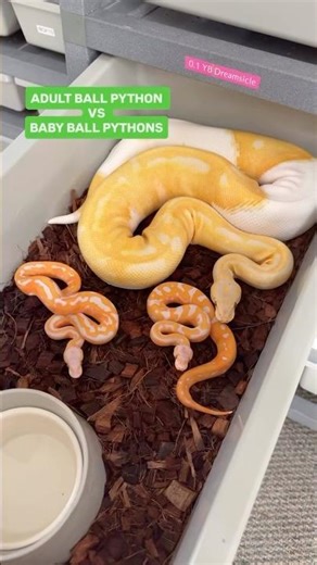ADULT VS BABY BALL PYTHONS🐍😍🔥