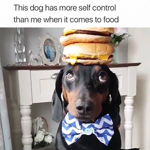 So true 😂 Harlso the Balancing Hound | The Tab