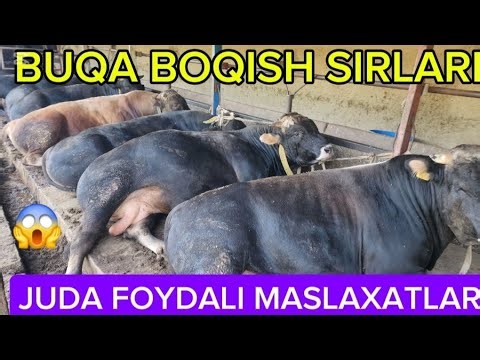 BUQA BOQISHDA FOYDALI MASLAXATLAR #BUQA