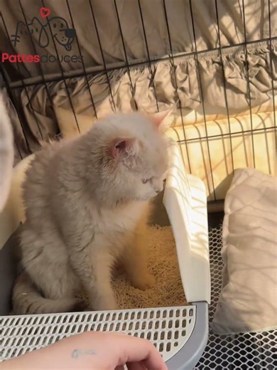 Il l’a abandonnée malade… aujourd’hui cette chatte est méconnaissable 😢🐾