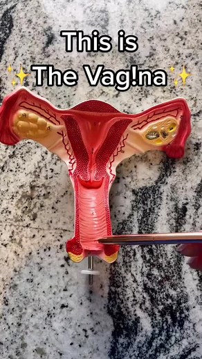 Breakdown of the female anatomy! #obgyn #womenshealth #femaleanatomy #cervix #ovary