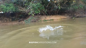 Giant River Otter bumping my GoPro in the Brazilian Pantanal. | Big Fish Expeditions