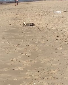 16K views · 94 reactions | "The weaker one will run off to look for another female." Two large male snakes have been filmed wrestling on Aussie beach prompting a grim warning from experts on the upcoming snake season. FULL STORY: https://nine.social/iRc : Snake Catcher Dan | Nine.com.au | Facebook