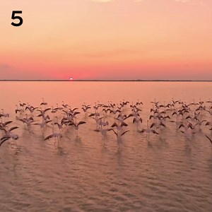 #DidYouKnow that flamingos get their pink colour from their food? 🌸 They really are what they eat. Flamingos usually feed on algae and brine shrimp, which contain colour pigments called carotenoids. They are the same pigments that give carrots their orange colour or that make tomatoes turn red. The pigments are metabolised in the flamingo's body and make its feathers pink. Source: Smithsonian’s National Zoo and Conservation Biology Institute #flamingos #nature #naturecalling #thepowerofmany #an