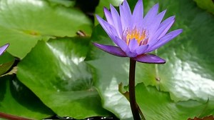 Nymphaeaceae Aquatic Flowers Rhizomatous Herbs Members Stock Footage Video (100% Royalty-free) 15093874 | Shutterstock