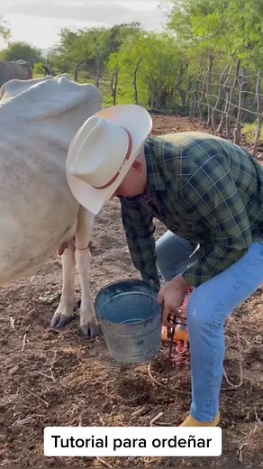 Tutorial para ordeñar #rancho #vaca #ranchero