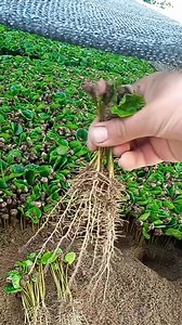 Semillas y chapolas Juan Coffe Calidad que se cuida desde el origen, porque una buena cosecha no se improvisa. 🌱💯% 👌🏼 | Venta de semillas de Café Juank