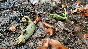 Цветущий лес превратился в кладбище животных: последствия пожара около Иерусалима