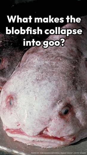 Why does the "ugliest animal," the blobfish, appear so blobby when its near the surface of the ocean? | Smithsonian Magazine