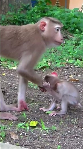 Life of Monkeys: Love and discipline