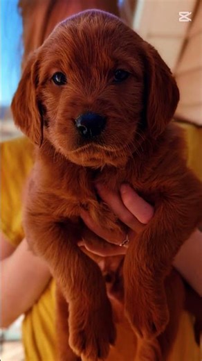 I Love Labradoodles ❤️