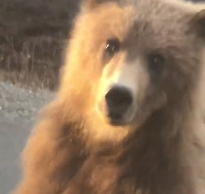 Your different kind of traffic jam 😳 | UNILAD Adventure