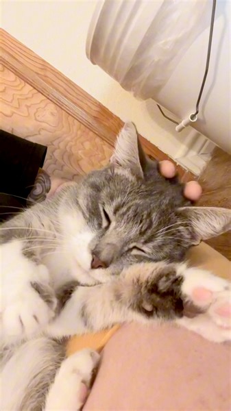 6.5K views · 667 reactions | We’re a little late with this FelV Friday, so we’re celebrating Poppy for Caturday instead  Those who know Poppy already know how loving and goofy she can be, though they might not know her story! Here’s how Poppy ended up in our Shadow Cats Family  | Shadow Cats | Facebook