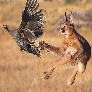 Caracal against jackal - Nature Diary #Caracal #NatureDiary #Jackal | Nature Diary