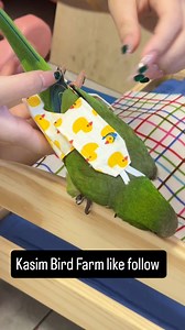 12K reactions · 601 shares | You must wear diapers in the room. Diary of raising parrots. Cute pets. Hand-raised parrots. Parrots. Diapers for parrots | Kasim Birds Farm | Facebook