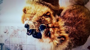 ChowChows are very lovely dogs but they can be very aggressive especially to strangers. Have you had any experience with an aggressive chow-chow? 🐶: @dognaire Video sponsored by ghdogblogger #africodogblog #doglove #doglovers #dogbreeding #dogworld #dogsoffb #dogloversoffacebook #aggressivedogs #chowchow #chowchowlovers #canine #k9 | Africo Dog Blog