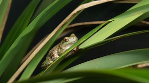 VIDEO: Critically endangered spotted tree frogs are returned to Mount Beauty streams.