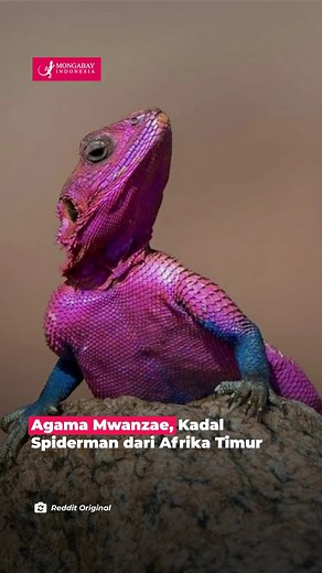 Mwanza flat-headed rock agama, juga dikenal sebagai Spider-Man agama karena warnanya, adalah sejenis kadal yang termasuk dalam famili Agamidae. Spesies ini ditemukan di Tanzania, Rwanda, dan Kenya, terutama di daerah semi-gurun dan sering terlihat berjemur di atas batu atau kopjes di siang hari. Agama ini memiliki kepala pipih yang unik, dengan warna ungu atau merah terang pada kepala, leher, dan bahu, sementara bagian tubuh lainnya berwarna biru tua. Spider-Man agama merupakan spesies kadal yan