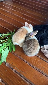 1.7K views · 53 reactions | #rabbit | Meme Me | Facebook