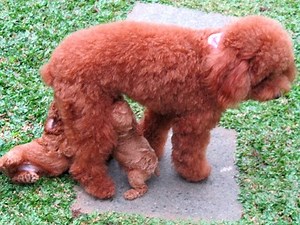 CUTE! 45-Days-Old Toy Poodle Puppies Running & Playing