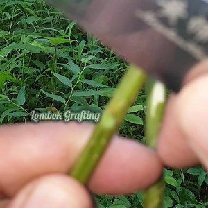 15 reactions | Budding example | Lombok Grafting | Facebook