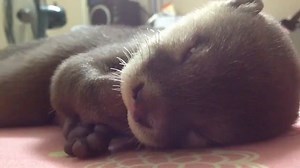 88K views · 6.3K reactions | Baby Otter sleeps dreamed of being fed milk mother | Otter | Facebook