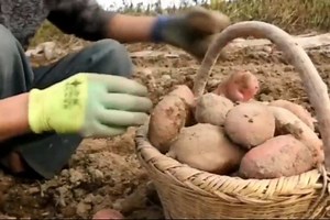 'Golden eggs' bring harvest happiness to Xiji