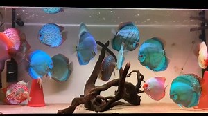The amazing Discus Collection owned by Zbigniew Kurek <3 Amazing Shape, Size and Color and most important, very healthy Giants. TOP Piwowarski Quality from Germany as its BEST. Thank my Friend Zbigniew for this new stunning Video. . For a better Quality watch it on my youtube channel here: https://www.youtube.com/watch?v=ZIyynwxmkjs And join and subscribe Zbigniew s youtube channel here: https://www.youtube.com/channel/UC6tM3-VYggDu9naQVh2MgCA | Volkers Discus Paradise Berlin