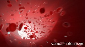 Animation of blood pulsing back and forth in a blood vessel as the heart beats. The cells are mostly red blood cells (erythrocytes) that carry oxygen to the body's cells, but some white blood cells (leucocytes) are also shown (part of the body's immune system). Credit: Singlecell Animation Llc / Science Photo Library https://bit.ly/3lD9GQi #animation #bloodflow #haematology #hematology #humanbody | Science Photo Library