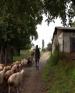 Fresh Goat Milk Cheese Made in Nature | Jitlytoma HD