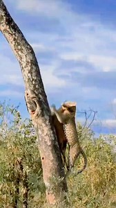 What a majestic leopard climb a tree with its deer prey #leopard #deer #wildlife #everyonehighlights #fbreelsviral #reelstrending #amazingvideo #animalvideo | 罗纳尔多 皮拉戈