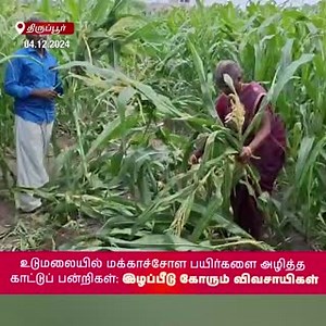 462K views · 2.3K reactions | Wild Boars Destroy Maize Crops in Udumalaipettai: Farmers Demand Compensation #Coimbatore #SimpliCitynewsCoimbatore #Tirupur #Nilgiris #Pollachi #viral #SimpliCityNews #SimpliCity #News #Video #CoimbatoreDiaries #CoimbatoreNews #KovaiNews | SimpliCity News: Coimbatore | Facebook