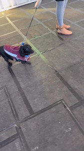 Jessie the Reactive Dachshund cross Cockapoo! #cockapoo #dachshund #cockapoolove #dachshunds #reactivedog #aggressivedog #dogtraining #DogTrainer #dogtrainingtips | Big Dog Fellas